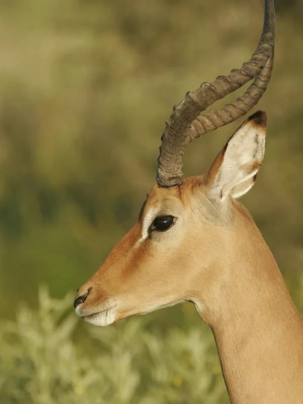 Manyara Explorer's Delight: 3-Day Wildlife and Culture Safari — photo 1