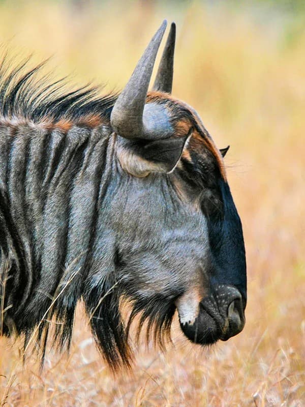 Ndutu Life Awakens — photo 1