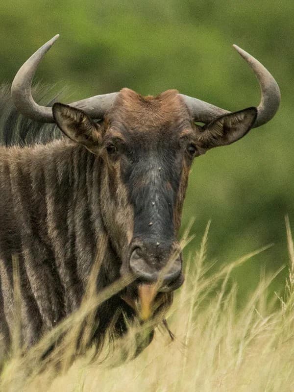 Migration Wilderness Wanderlust — photo 1